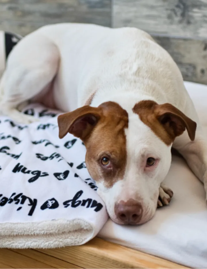 Dog resting in a suite at Doggieville MTL