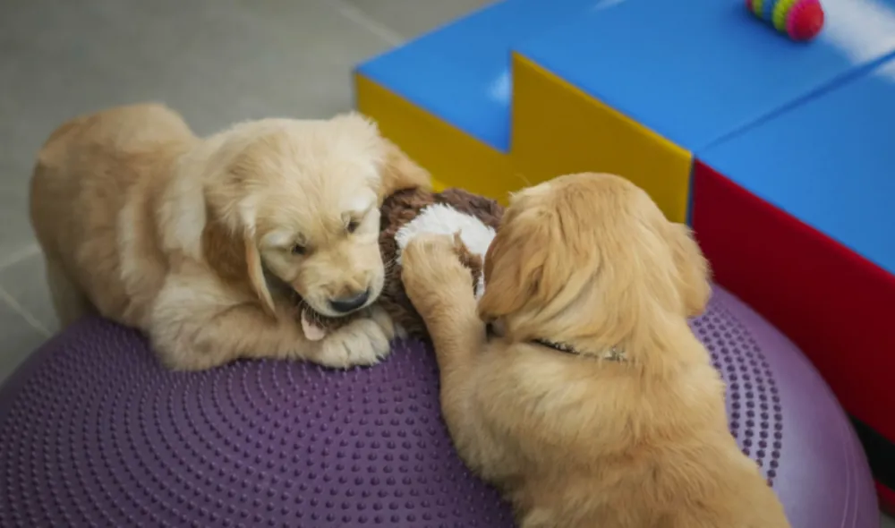 Puppies playing at DV Playcare dog daycare