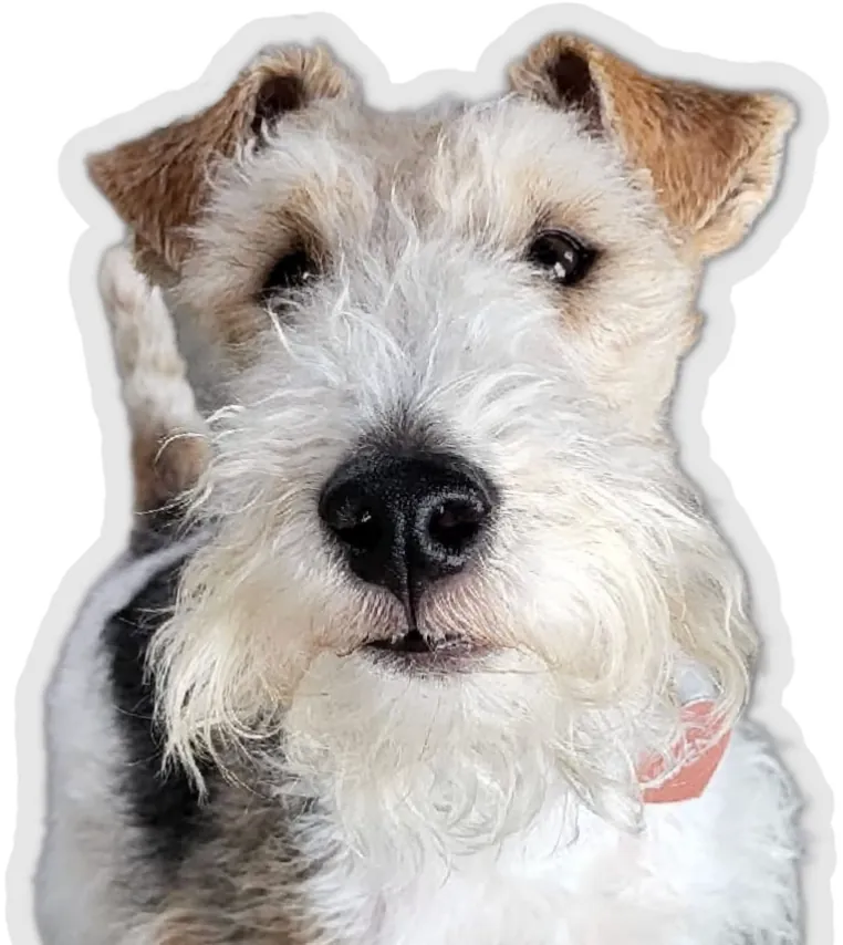 Terrier at Doggieville MTL